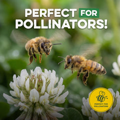 Grassias promotional image showing two pollen-covered honeybees hovering over a white clover flower, with a soft green bokeh background. Bold text reads "Perfect for Pollinators!" and a yellow "Perfect for Pollinators" badge with a bee icon appears in the bottom right corner.