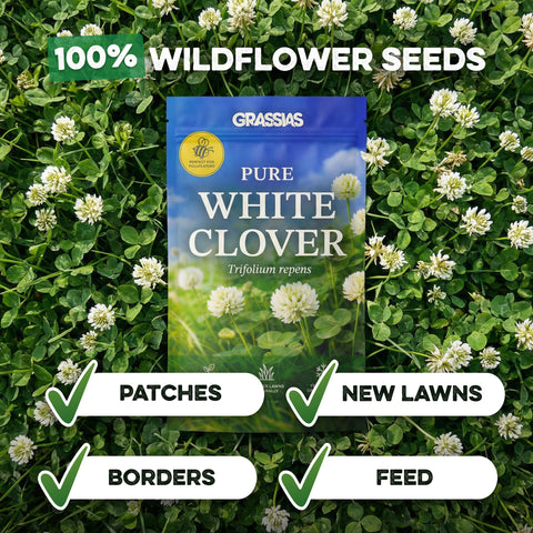 Grassias Pure White Clover pouch displayed on a bed of established white clover with blooming flowers. Bold text reads "100% Wildflower Seeds" and four checked uses are highlighted: Patches, New Lawns, Borders, and Feed. The pouch features the "Perfect for Pollinators" badge with a bee icon.
